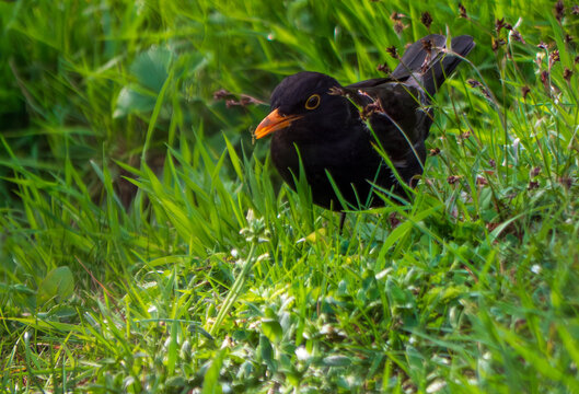The black thrush (lat. Turdus merula) is a bird living throughout Europe, except for the northernmost regions, in northwestern Africa and in southern Asia.