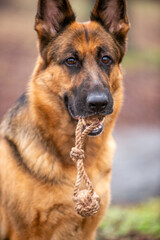 german shepherd portrait