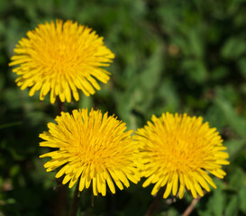 Dandelion is considered more of a weed, but rather it is an important medicinal plant.
