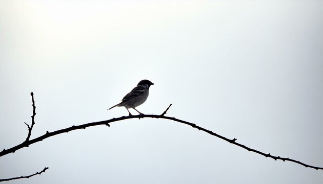 A single, delicate sparrow perched on an empty branch, depicted with simple lines against a pale sky-blue background, highlighting the bird's grace and the elegance of simplicity.
