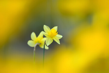 Close-up of two daffodil flowers surrounded by bright yellow and a blurred background. For screensaver or wallpaper