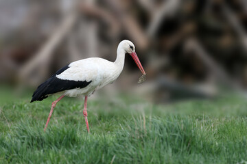 A male white stork (Ciconia ciconia) shot close-up walks on green grass with a bunch of dry grass in his beak for a nest
