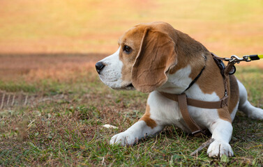 Cute beagle puppy running on grass