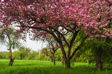 Blooming tree Prunus serrulata Kanzan on a green meadow in springtime  - large pink blossoms