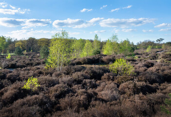 Fototapeta na wymiar young birch trees with fresh spring leaves on leusder hei near Leusden and Amersfoort in holland
