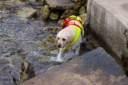 Labrador dog rescue and recovery exercise at sea. Canine Unit of Nautical Rescue Dog School