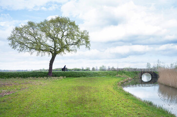 tree with fresh spring leaves and bicycle near canal and meadow in vicinity of utrecht in the netherlands