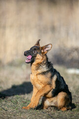 german shepherd dog sitting