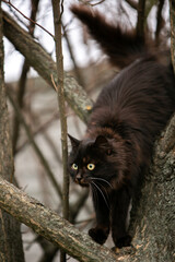 black and white cat on a tree
