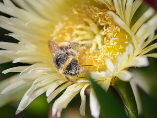 Bee covered with pollen - 782165601