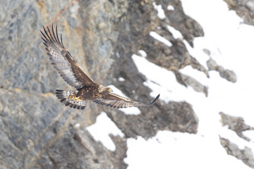 Golden eagle soaring with snow and mountain rocks in the background.