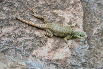 Tropidurus Lizard on a rock close to the Iguaziu falls in Brasil.