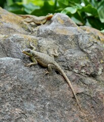 Fototapeta premium Tropidurus Lizard on a rock close to the Iguaziu falls in Brasil.