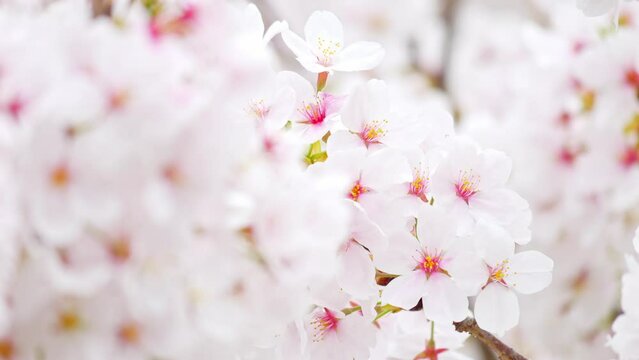 Spring cherry blossoms bloom with white flowers