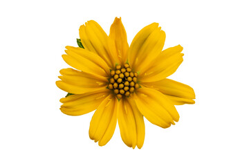 Top view of single blooming Little Yellow Star flower or Singapore Daisy isolated on white background with clipping path.