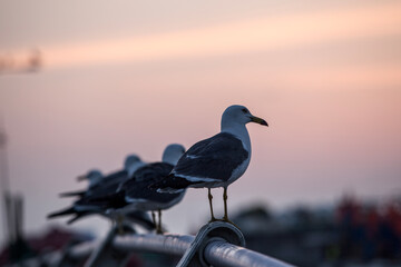 View of the seagulls standing on the guardrail against the dusk