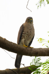 A Shikra watches for its prey