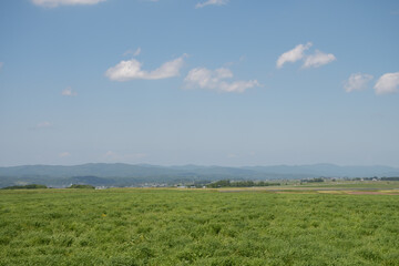 緑の牧草畑と青空

