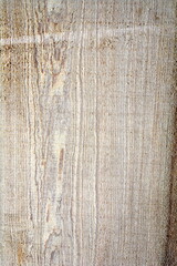 Beautiful longitudinal section of Fokienia hodginsii log