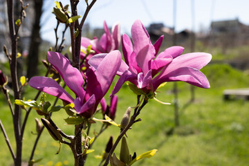 Beautiful pink magnolia flowers on tree. Magnolia blooms in spring garden Blooming magnolia, tulip tree. Magnolia Sulanjana close-up spring background Close-up of beautiful flower First spring flowers - 782171871