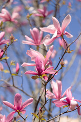 Beautiful pink magnolia flowers on tree. Magnolia blooms in spring garden Blooming magnolia, tulip tree. Magnolia Sulanjana close-up spring background Close-up of beautiful flower First spring flowers - 782172225