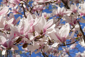Beautiful pink magnolia flowers on tree. Magnolia blooms in spring garden Blooming magnolia, tulip tree. Magnolia Sulanjana close-up spring background Close-up of beautiful flower First spring flowers - 782172264