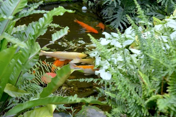 Tuinposter Syngium podophyllum, Thaumatophyllum bipinnatifidum near the pond and a group of precious koi carp in the pond © yunjung