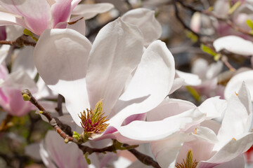 Beautiful pink magnolia flowers on tree. Magnolia blooms in spring garden Blooming magnolia, tulip tree. Magnolia Sulanjana close-up spring background Close-up of beautiful flower First spring flowers - 782172819