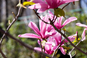 Beautiful pink magnolia flowers on tree. Magnolia blooms in spring garden Blooming magnolia, tulip tree. Magnolia Sulanjana close-up spring background Close-up of beautiful flower First spring flowers - 782172864