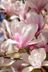 Beautiful pink magnolia flowers on tree. Magnolia blooms in spring garden Blooming magnolia, tulip tree. Magnolia Sulanjana close-up spring background Close-up of beautiful flower First spring flowers - 782172873