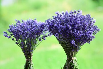 Lavender bouquets on green bokeh background.  Bunch of lavendula flowers, Fresh lavender flowers....