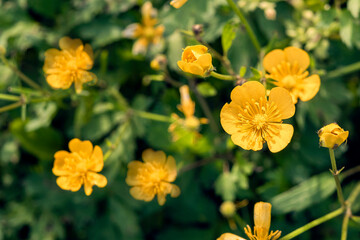 Field of yellow flowers and green grass defocus, in the foreground is a yellow flower.