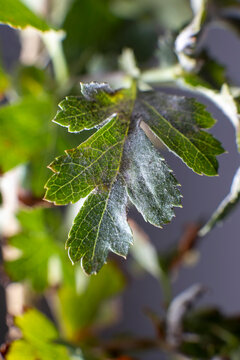 Powdery Mildew fungus on leafs of Hawthorns - Crataegus plant
