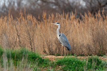 Héron cendré, Ardea cinerea, Grey Heron