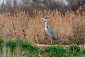 Héron cendré, Ardea cinerea, Grey Heron