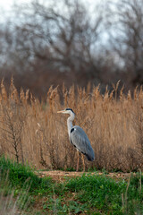 Héron cendré, Ardea cinerea, Grey Heron