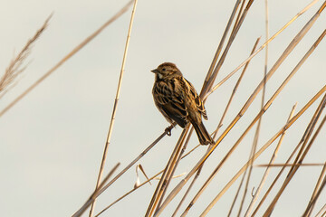 Bruant des roseaux,.Emberiza schoeniclus, Common Reed Bunting