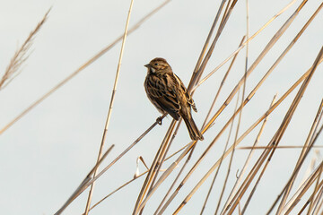 Bruant des roseaux,.Emberiza schoeniclus, Common Reed Bunting