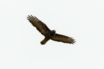 Buse variable,.Buteo buteo, Common Buzzard