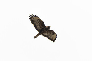 Buse variable,.Buteo buteo, Common Buzzard