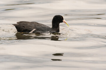 Foulque macroule, .Fulica atra, Eurasian Coot