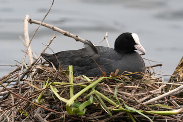 Foulque macroule, nid , .Fulica atra, Eurasian Coot
