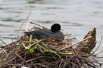 Foulque macroule, nid , .Fulica atra, Eurasian Coot