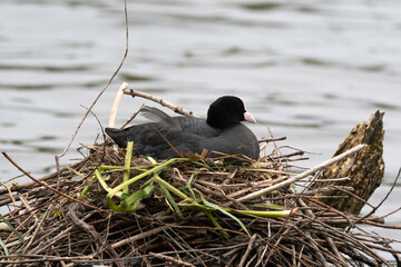 Foulque macroule, nid , .Fulica atra, Eurasian Coot