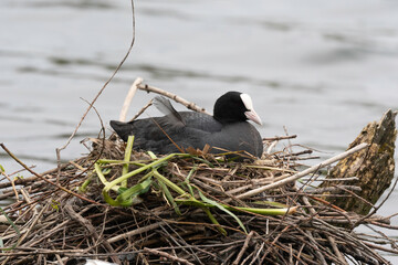 Foulque macroule, nid , .Fulica atra, Eurasian Coot