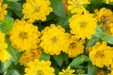 Yellow flowers bloom in the summer in the garden