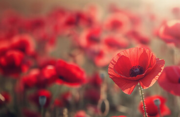 Red poppies blanket a sunny field. Remembrance Day concept. Copy space for text.