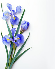elegant border of blue irises