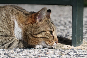 tabby and white cat outdoors with green plants garden