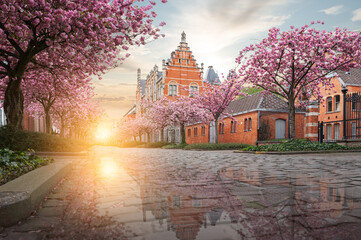 Spring season with pink cherry blossom trees in cobblestone street in Ghent, Belgium. 
